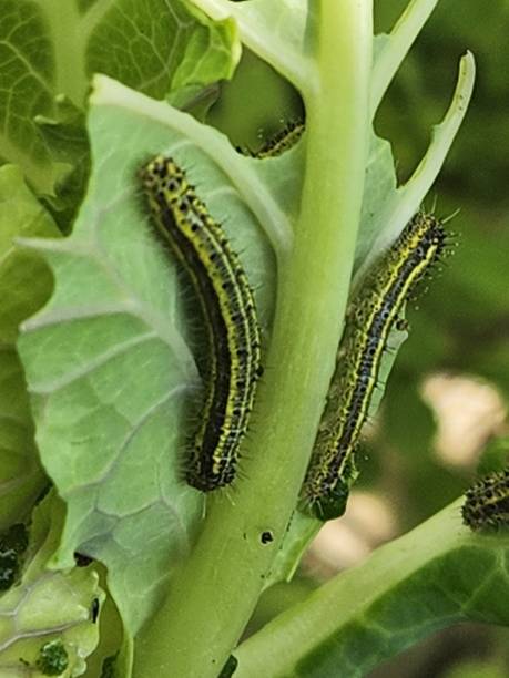 istock When the cabbage butterfly caterpillar (Ascia monuste) feeds on Brassica oleracea leaves, it creates visible holes and damage, directly affecting the quality and growth of the plants, especially in early stages. 2202094893
