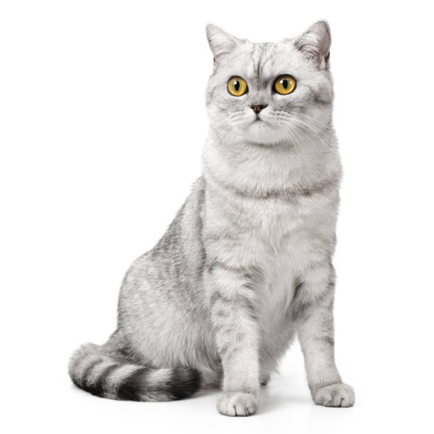 istock British Shorthair cat sitting up front view, looking at camera with orange eyes, isolated on white background. 2202095542