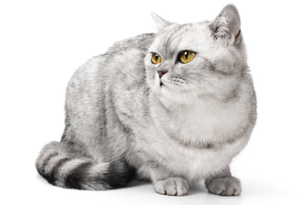 istock Angry British Cat Grumpy and serious Looking in Camera Isolated on white background, Front view. 2202095940