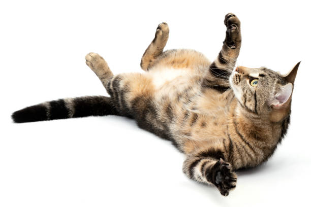 istock Playful cat lying tabby and funny isolated on white background. 2202096129