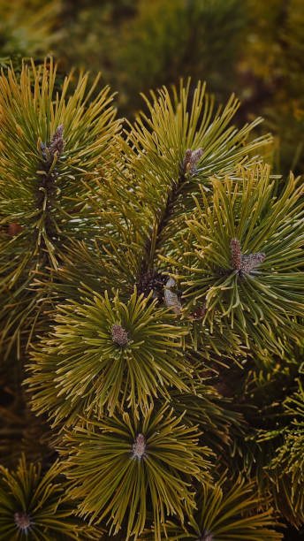 istock coniferous plant in a park in Romania at sunset 2202096674