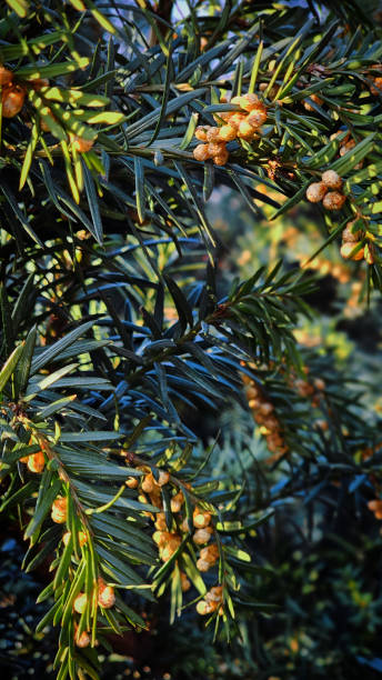 istock coniferous plant in a park in Romania at sunset 2202096679