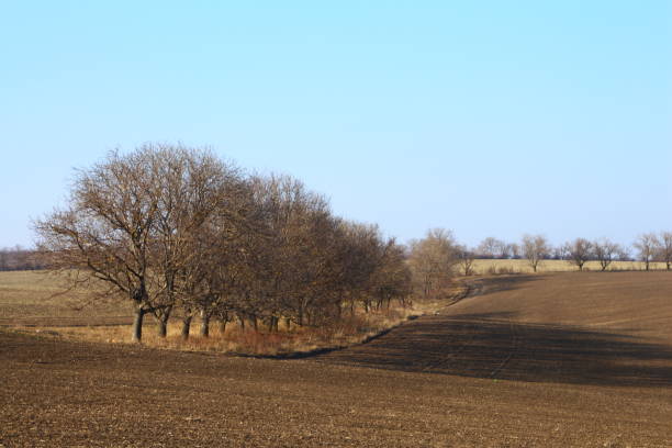 istock A field with trees and a building in the background 2202097485