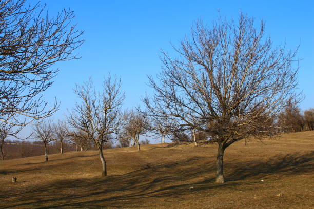 Looking up beautiful tree on meadow at Swiss City of Zürich on a sunny spring afternoon. Photo taken March 20th, 2024, Zurich, Switzerland.