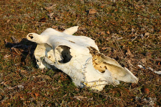 A skull of a dinosaur. Grass. Outdoor. Field