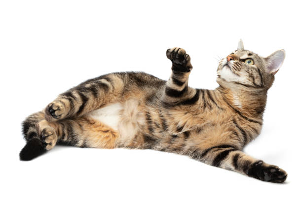 Playful cat lying tabby and funny isolated on white background.