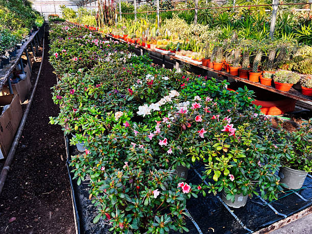 Lush greenhouse interior with flowering plants in pots under natural light
