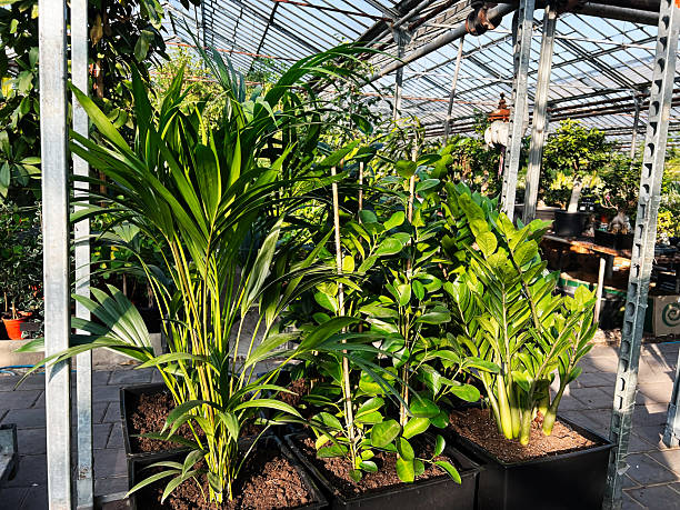 istock Greenhouse with lush tropical plants in pots under sunlight 2202097964