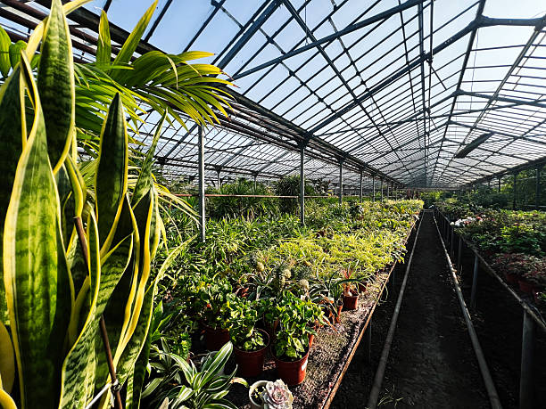 istock Sunlit greenhouse showcasing vibrant plants arranged in rows under a clear roof 2202098018