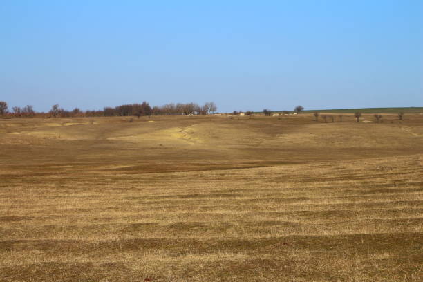 istock A large field with a few cows in it 2202098112