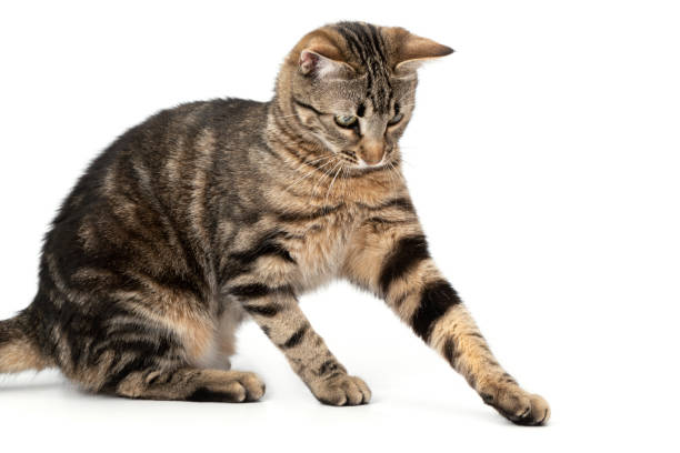 istock Playful cat sitting tabby and funny isolated on white background. 2202099266