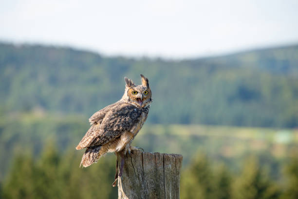 istock Great horned eagle owl, wildlife, raptor bird on a tree trunk, habitat, forest and meadow landscape 2202099336