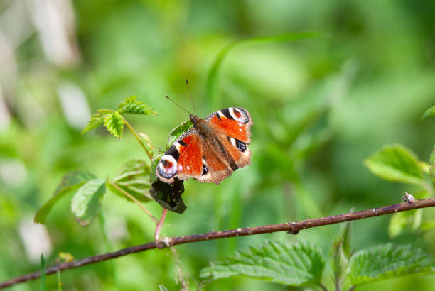 A butterfly sits on lavender and enjoys the sun