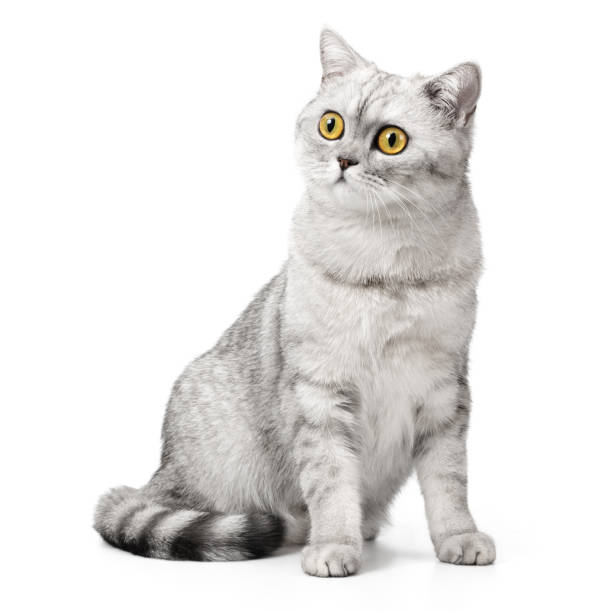 istock British cat shorthair sitting isolated on white background. 2202099520