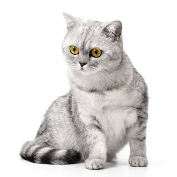 istock British cat shorthair sitting isolated on white background. 2202101144