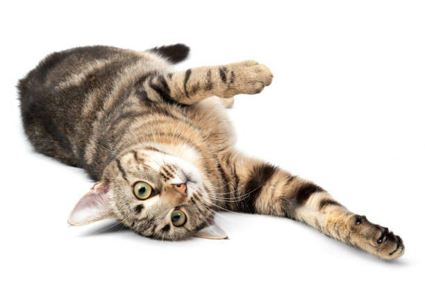 Lying cat tabby funny and playful isolated on white background.