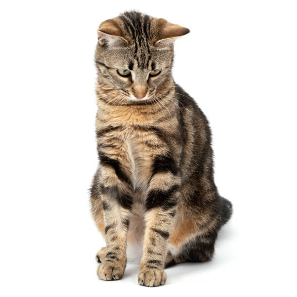 istock Playful cat sitting tabby and funny isolated on white background. 2202102744