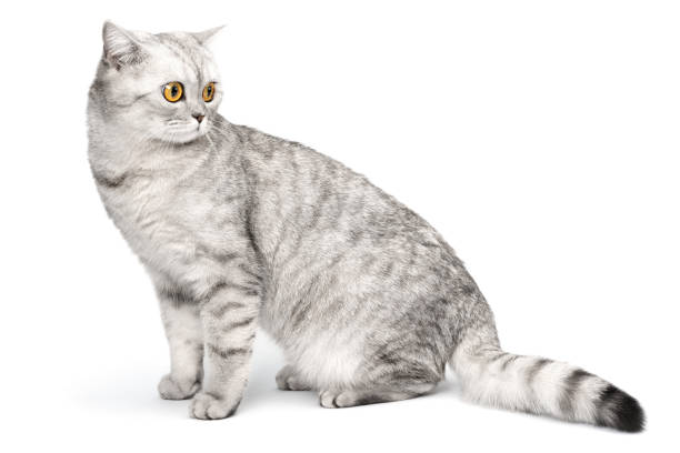istock British cat shorthair sitting isolated on white background. 2202102879
