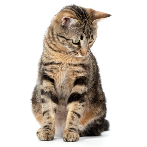 istock Playful cat sitting tabby and funny isolated on white background. 2202102915