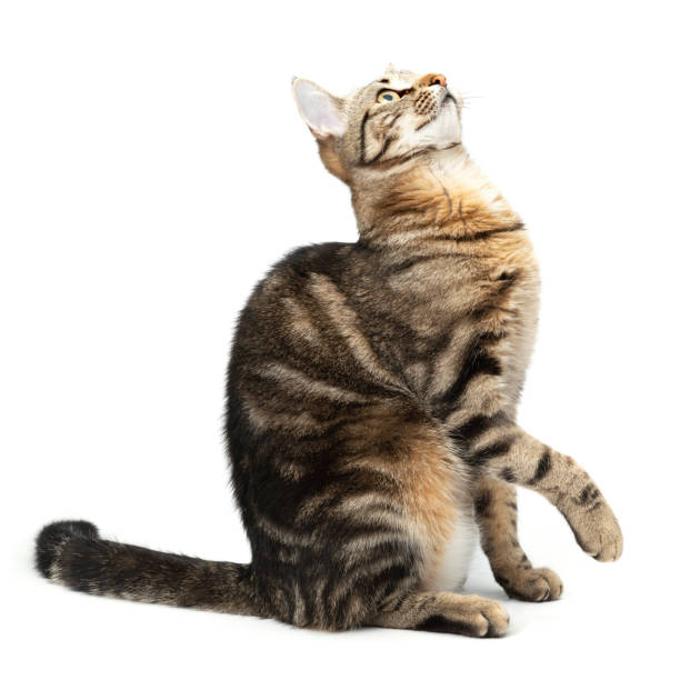 istock Playful cat sitting tabby and funny isolated on white background. 2202103370