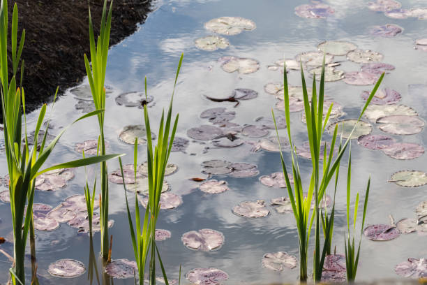 istock Close-up of Tall Cat-tails (Typha latifolia). 2202103883