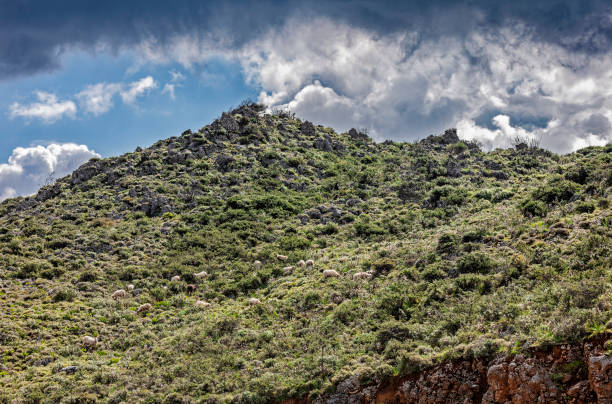 istock Sheep Grazing on a Lush Mountain Landscape Under a Dramatic Cloudy Sky, Crete 2202104616