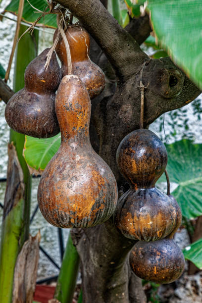 istock Rustic Hanging Gourds in a Lush Green Garden Setting 2202104716
