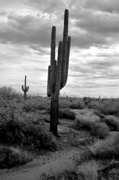 istock Sonora Desert Arizona in Infrared 2202104724