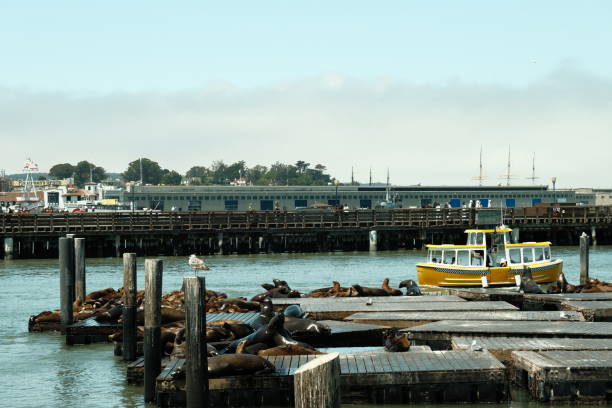 San Francisco CA,USA. Oct 12, 2020 : Fisherman's wharf Pier 39 is a shopping center and popular tourist attraction built on a pier in San Francisco.