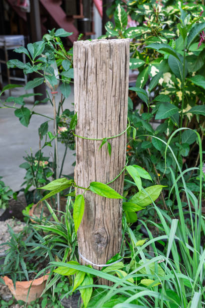 New green leaves are growing from a cracked piece of weathered wood, symbolizing rebirth and resilience in a rural landscape, representing life emerging from decay
