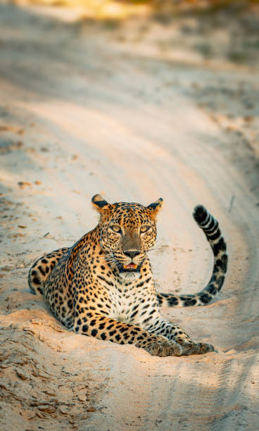 istock Queen in the golden light 2202107770