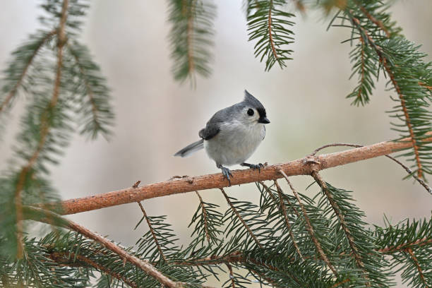 istock Tufted titmouse in the glow of reflected snow 2 2202108512