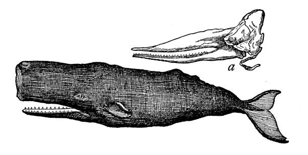 Antique illustration (1898): Sperm whale, Physeter macrocephalus