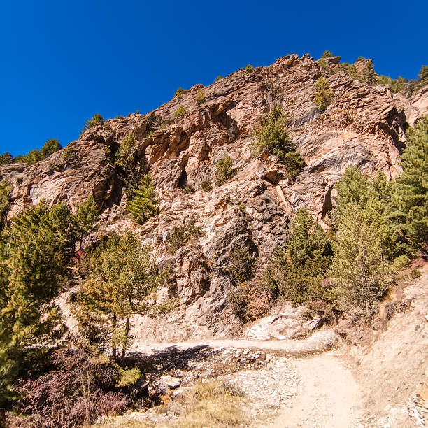 istock Rare plants on a rocky cliff. 2202114729