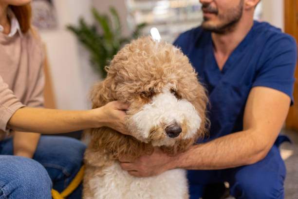 istock Friendly Consultation: Veterinarian and Owner Chat While Petting a Calm Poodle 2202116166