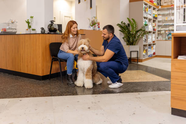 istock Friendly Consultation: Veterinarian and Owner Chat While Petting a Calm Poodle 2202116234