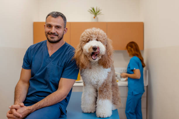 istock Professional Bond: Veterinarian and Poodle Connect on the Exam Table 2202116241