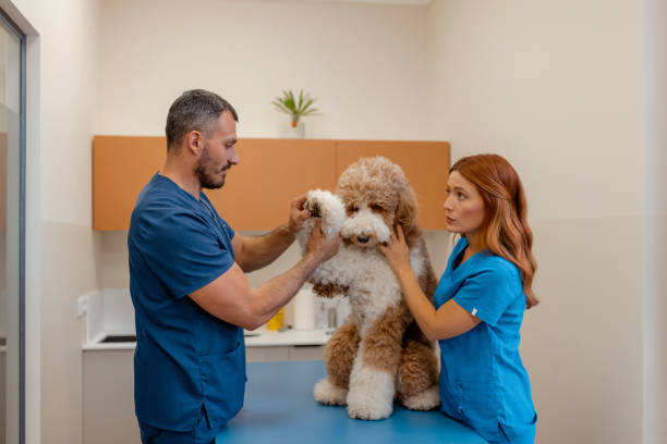 istock Vets Collaborating During a Poodle's Examination 2202116245