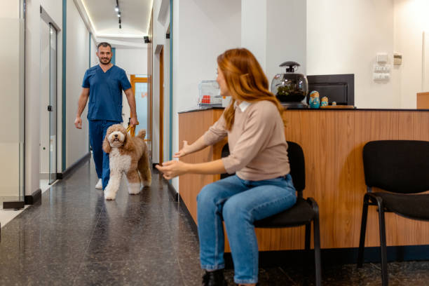 istock Veterinarian Walking a Fluffy Dog Back to Its Owner 2202116345