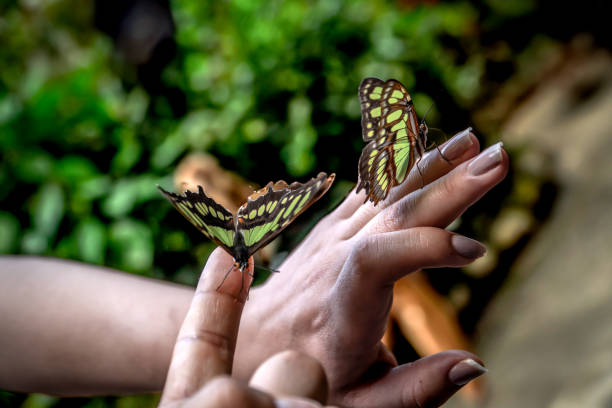 istock Vibrant Butterfly Resting on a Person's Hand 2202116458