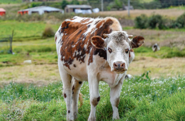 istock Cow. Cow against green grass looking at camera 2202116537