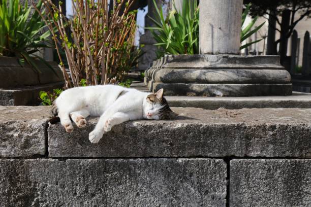 Street cat in Istanbul, Turkey Street cat in cemetery of Istanbul, Turkey. Residents of Istanbul care for the local cats. mixed breed cat stock pictures, royalty-free photos & images