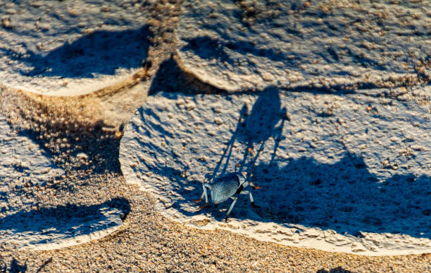 Blue Death Feigning Beetle Cast a Shadow on the Sand of the Mesquite Flat Dunes, Death Valley National Park, California, USA