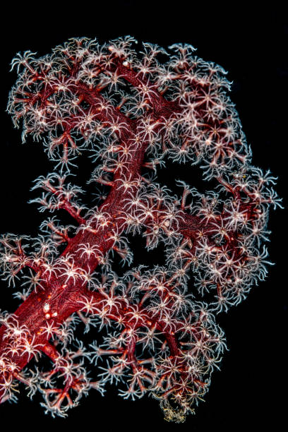 istock Red Dendronephthya sp. Soft Coral, Lembeh Strait, Indonesia 2202120049