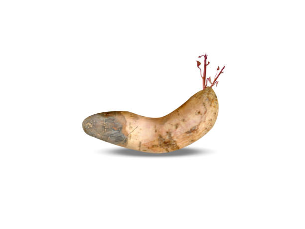 istock Ipomoea batatas or sweet potato 2202120556