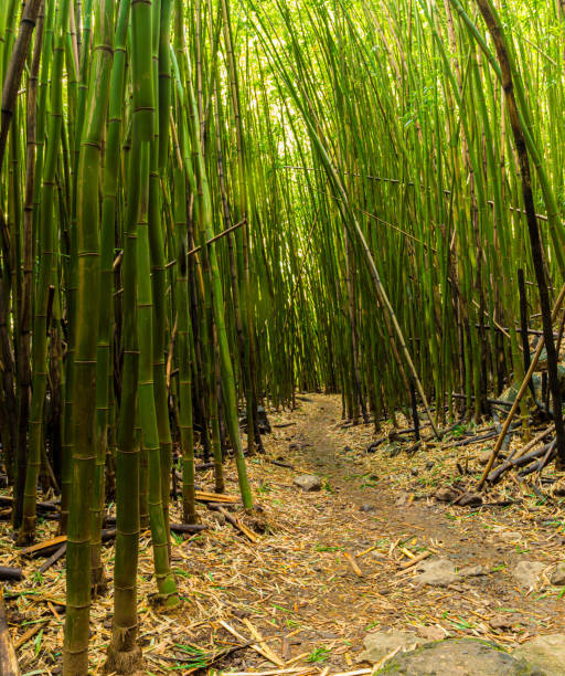 Giant Bamboo Forest on The Pipiwai Trail, Kipahulu District, Haleakala National Park, Maui, Hawaii, USA