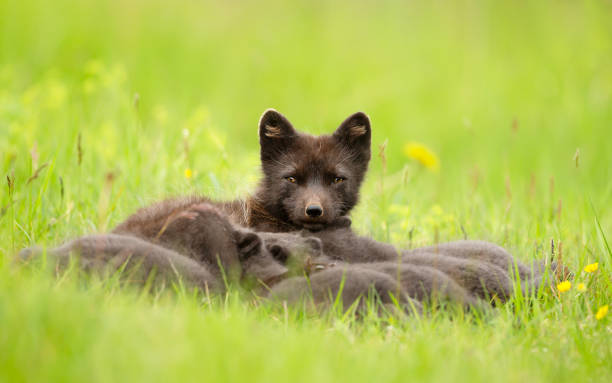 istock Arctic fox mum feeding her cubs in a meadow 2202120909