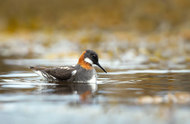 Portrait of a red-necked phalarope floating on water, Iceland.