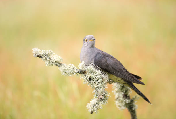 Portrait of a common cuckoo perched on a tree branch in a meadow, UK.