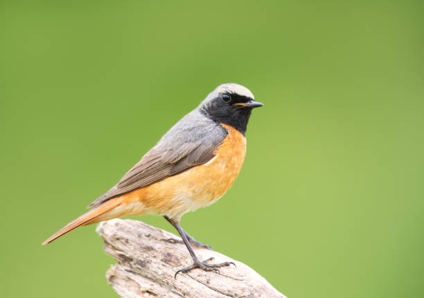 istock Portrait of a common redstart perched on a tree branch against clear green background 2202121184